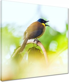 Vászonkép 40x40 Madarak