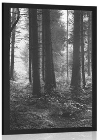 Poszter erdő fekete fehérben