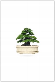 Poszterek 80x120 Bonsai fa
