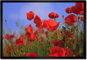 Poszterek keretben 60x40 Pipacsok az égbolt hátterében