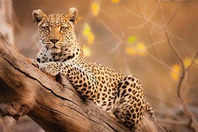 Fotográfia A portrait of a leopard resting in a tree, Jami Tarris