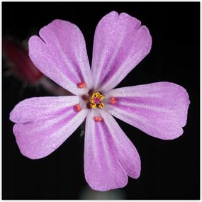 Poszterek 100x100 Nőnap Ajándék Love