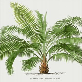 Dekoratív fotótapéta Falra Könnyű összeszerelés Fényes pálmafa 250x250 Ragasztó