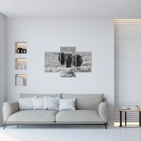 Kép - Skót tehenek (90x60 cm)