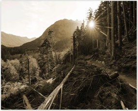 Poszterek 50x40 Szépia tájkép Szépia