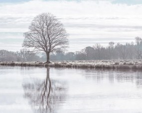 Poszter 76x60,5cm Fa tükröződése a tóban, Assaf Frank