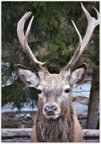 Poszterek 70x100 Szarvas agancs