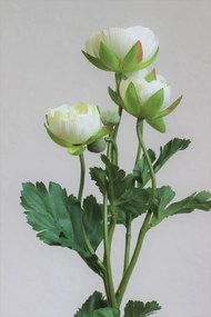 Fehér mű ranunculus 61 cm