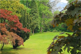 Fotótapéta flizelina Csendes park zölddel és a természet mélyével 208x146 +ragasztó