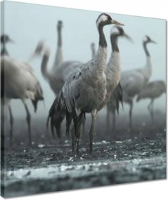 Vászonkép 40x40 Darvak a ködben