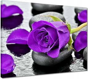 Vászonkép 50x40 Lila rózsa kövek