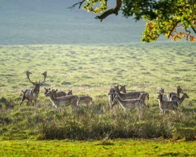 Poszter 50x40cm Csorda, Assaf Frank