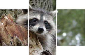 Egy mosómedve képe (90x60 cm)