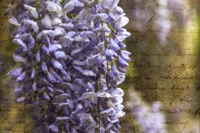 Poszter 30x20cm Színes tavaszi lila 2, Assaf Frank