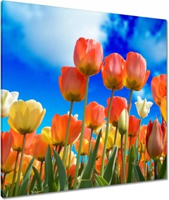 Vászonkép 80x80 Színes tulipánok Virágok