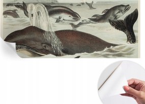 Modern öntapadós fotótapéta Mosható Tengeri lények 250x104 cm