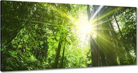 Vászonkép 120x60 Varázslatos erdő Tájkép