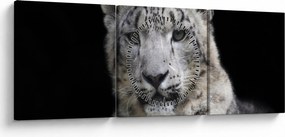 Kép - Snow Leopard (órával) (90x30 cm)