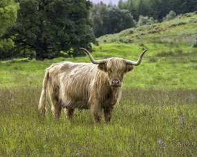 Poszter 76x60,5cm Hegyi tehén 2, Assaf Frank