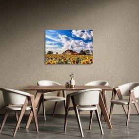 Napraforgó mező képe (üvegen) (70x50 cm)