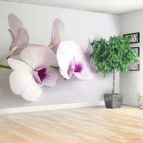 Fotótapéta fehér orchideák 104x70 cm