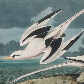 Fotótapéta Flizelina Nappali és Hálószoba Madarak a tengerparton 250x250