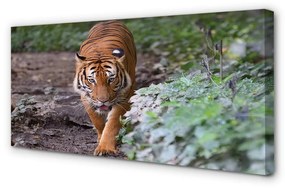 Canvas képek tiger woods 125x50 cm