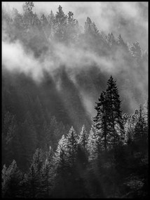 Fák erdő köd poszter tájkép 40x50cm