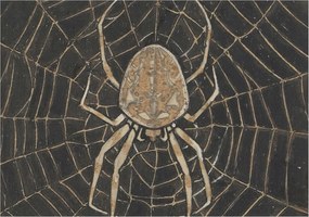 Fotótapéta Dekoratív Fali Tapéta Pókháló 312x219