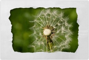 Poszterek 60x40 Pitypang Virág Virágok