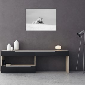 Üveg kép - Jegesmedve (70x50 cm)