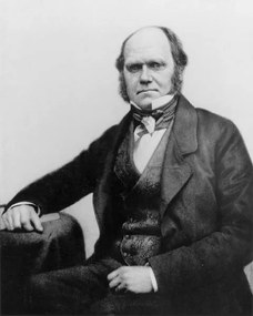 Művészeti fotózás Portrait of Charles Darwin, 1854, English Photographer,, (30 x 40 cm)