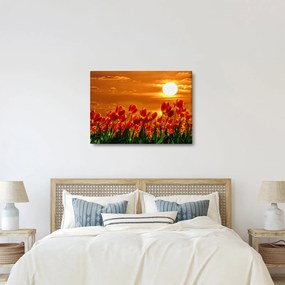 Kép egy virágzó mező tulipánokkal (70x50 cm)