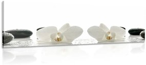 Kép fehér orchidea virágok