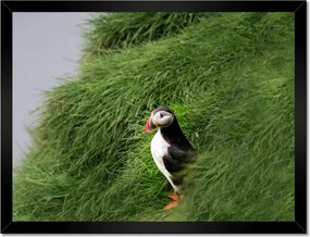 Poszterek keretben 40x30 Madarak