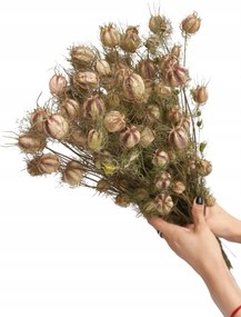 Feketekömény Szárított Csokor váza szárító natúr