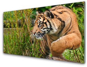 Üvegkép falra tigris Állatok 120x60cm 2 fogas