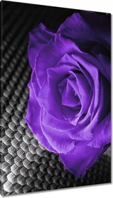 Vászonkép 80x120 Lila rózsa