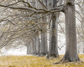 Poszter 76x60,5cm Fák egy sorban sárga levelek, Assaf Frank