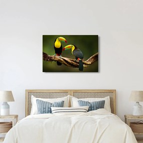 Ülő tukánok képe, Costa Rica (90x60 cm)