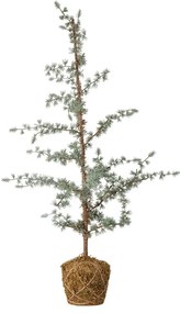 Műfenyő, magasság 90 cm Vita – Bloomingville