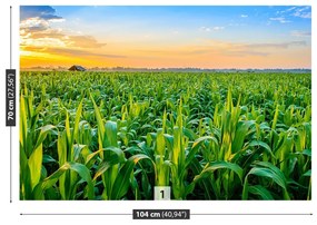 Fotótapéta kukoricásban 104x70 cm