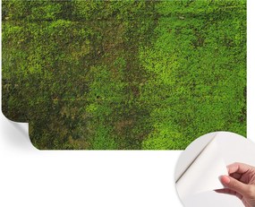 Dekoratív öntapadós fotótapéta Hálószobába Zöld szőnyeg 416x254 cm