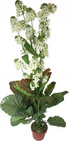 Fehér Repcevirág cserépben 130cm magas Művirágok Élőként