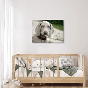 Kép - weimaraner kölyökkutya (üvegen) (70x50 cm)