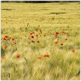Poszterek 100x100 Pipacsok a mezőn