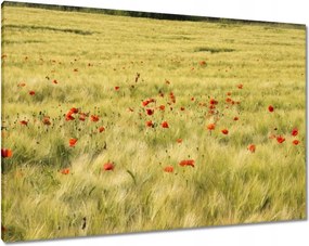 Vászonkép 100x70 Pipacsok a mezőn