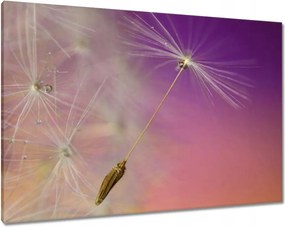 Vászonkép 100x70 Pitypang Virág Virágok