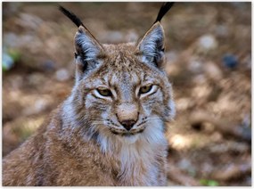 Poszterek 135x100 Hiúz közelről Vadmacska