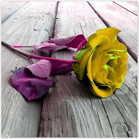 Poszterek 140x140 Freeky rose